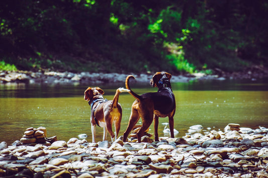 Le cancer chez le chien : comprendre, prévenir et accompagner - Museau dort