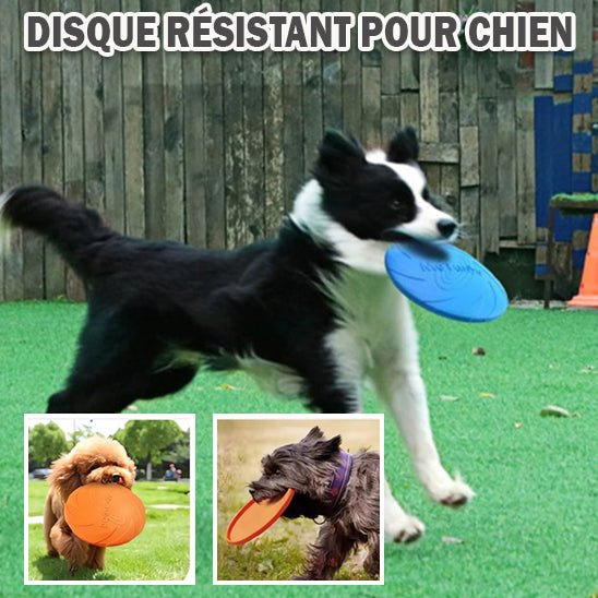 Trois chiens s’amusent avec un frisbee Meianyu résistant en extérieur. Disponible chez Museau Dort.