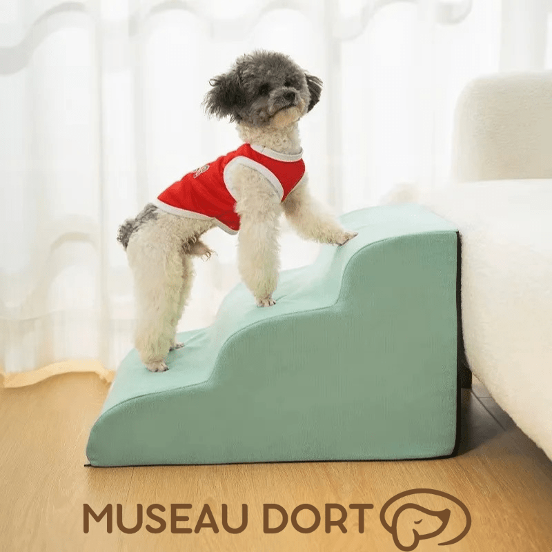 Chien utilisant un escalier en mousse antidérapante pour améliorer sa mobilité et son confort au quotidien, Museau Dort