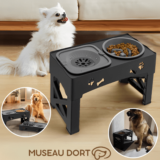 Gamelle Anti Glouton pour Chien | Mangez Lentement, Vivez Mieux ! - Museau dort