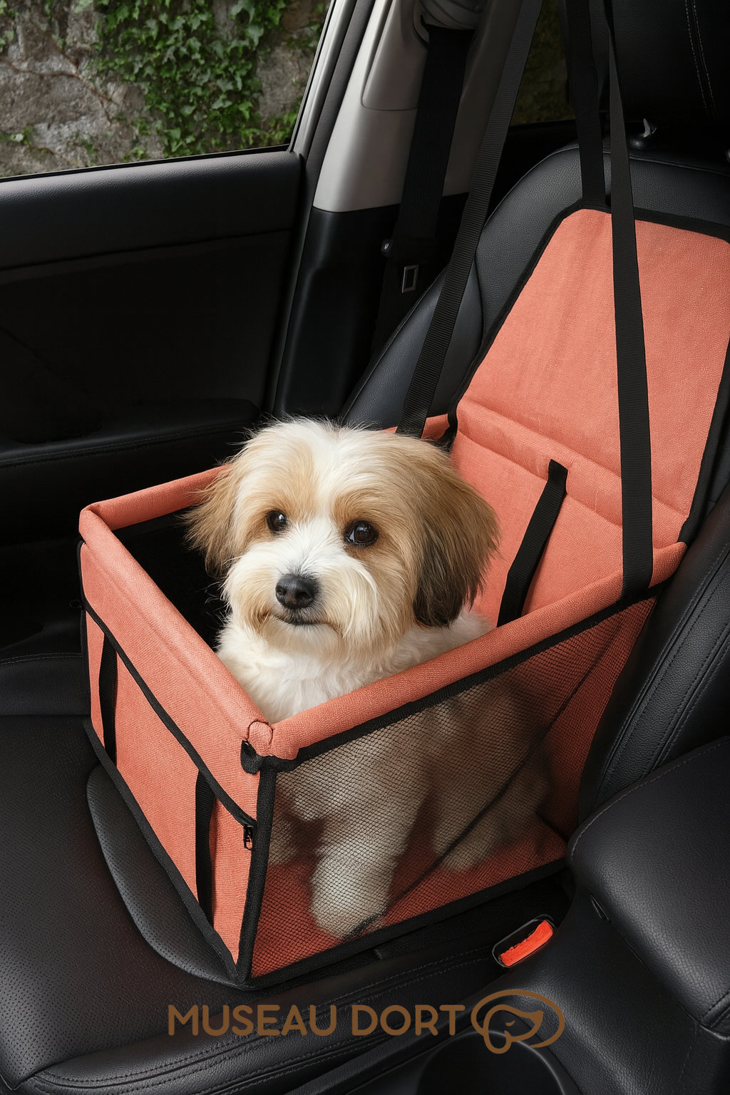 Chien havanais blanc et caramel assis dans un siège auto orange pour chien sur le siège passager – Disponible chez Museau Dort