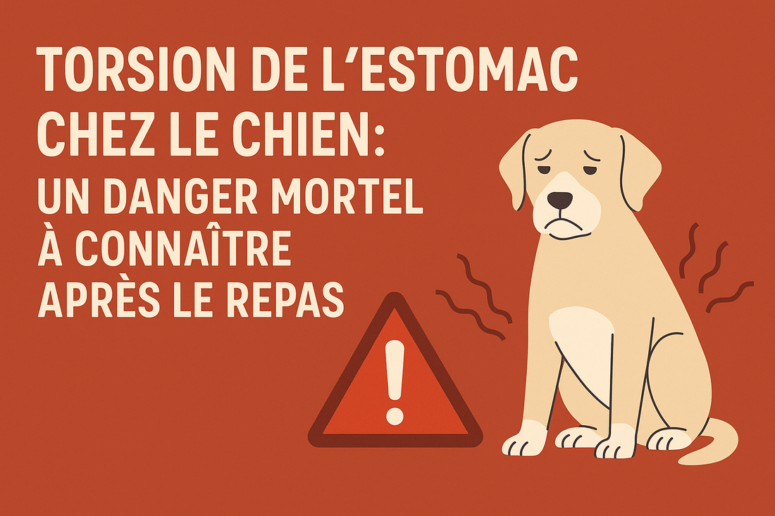 💔 Torsion d’Estomac chez le Chien : Un Risque Mortel à Ne Jamais Sous-Estimer