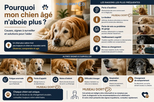 Chien âgé au repos avec les causes possibles d’un chien senior qui n’aboie plus