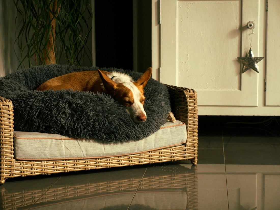 Canapé pour chien : meilleur confort assuré - Museau dort