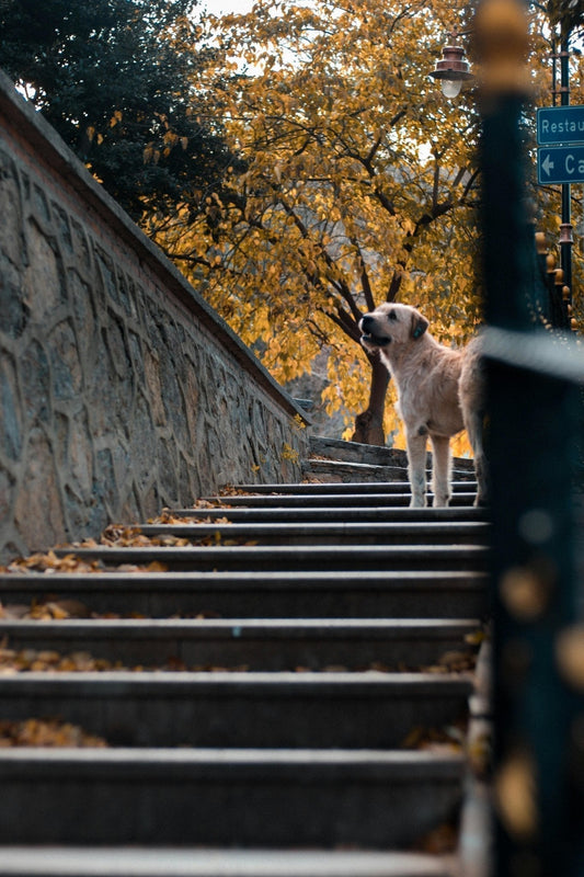 Chiens et escaliers : dangers, solutions et astuces pour protéger leurs articulations au Quotidien - Museau dort
