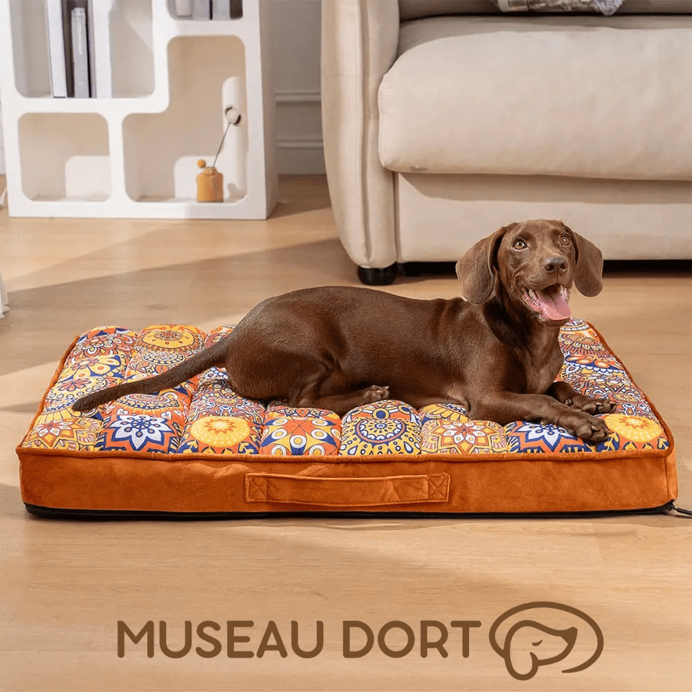 Comment Choisir un Lit Orthopédique pour Chien Âgé - Museau dort
