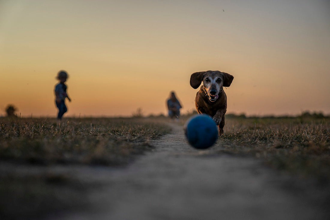 Chien pourchassant une balle par une belle journée.
