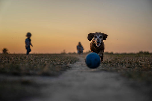Chien pourchassant une balle par une belle journée.