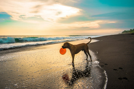 chien qui joue au frisbee dans un parc activité physique pour chien Museau Dort