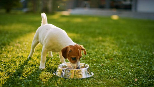 L'importance de nettoyer la gamelle de son chien - Museau dort