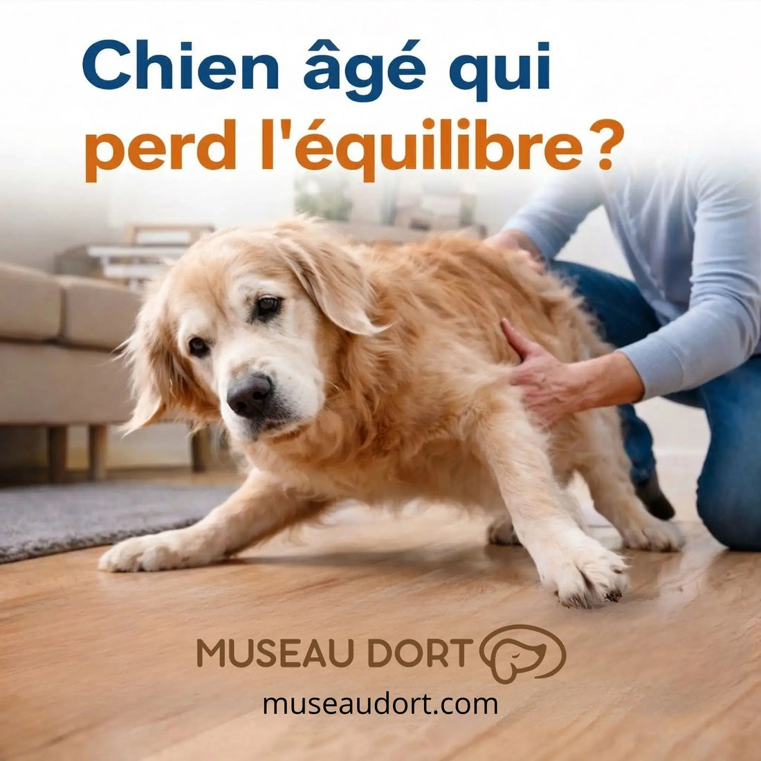 chien âgé qui perd l’équilibre avec tête penchée et démarche instable, symptômes chez le chien senior Museau Dort