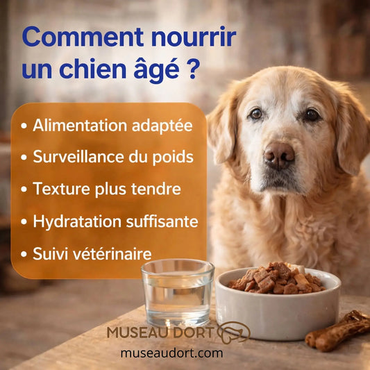 Chien âgé devant une gamelle et un verre d’eau avec conseils sur l’alimentation senior, Museau Dort