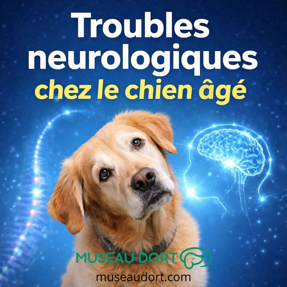 troubles neurologiques chez le chien âgé avec perte d’équilibre et tête penchée chez un chien senior Museau Dort