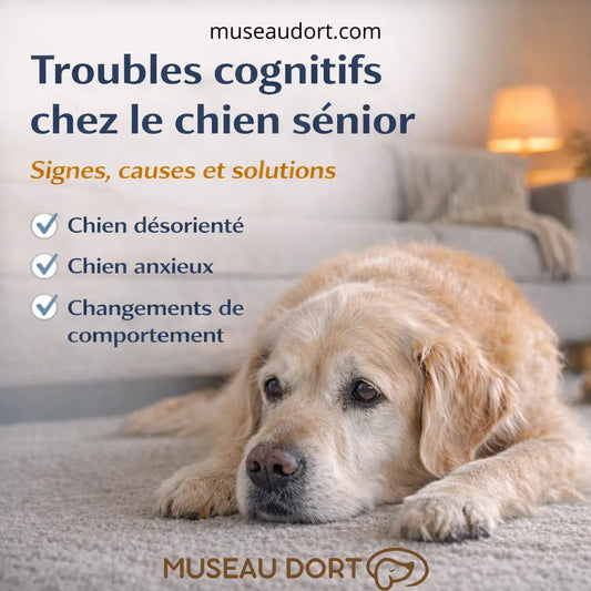 troubles cognitifs chez le chien sénior avec labrador âgé couché dans un salon et texte informatif Museau Dort