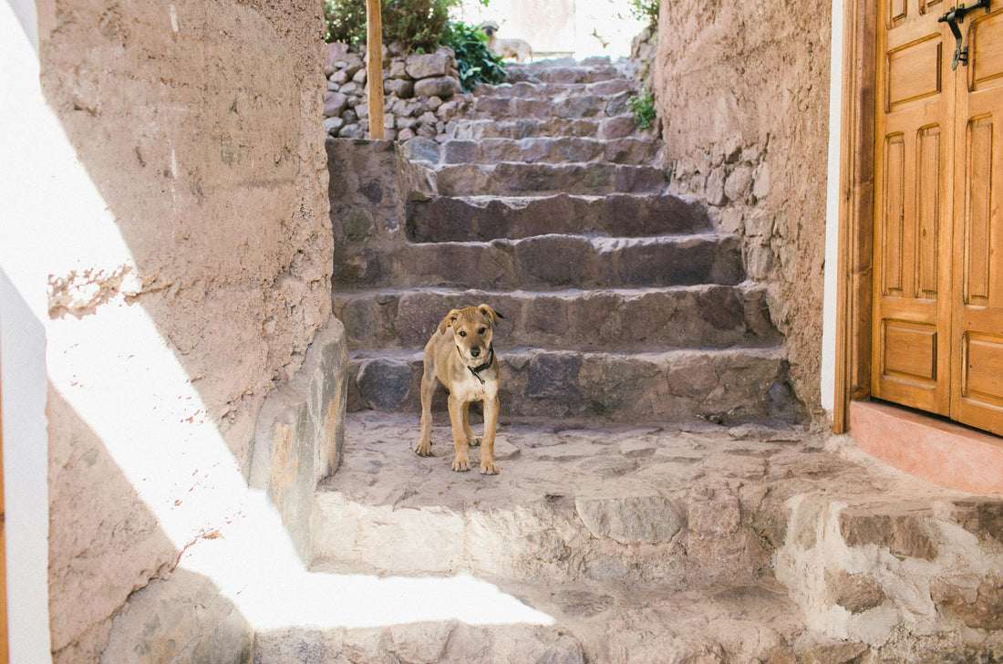 Chien devant un escalier en pierre illustrant l’importance des escaliers pour chien – Disponible chez Museau Dort