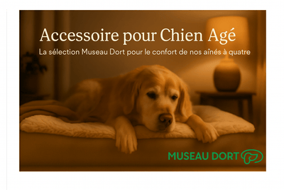 Accessoires pour Chien Âgé – Confort, Autonomie et Bien-Être - Museau dort