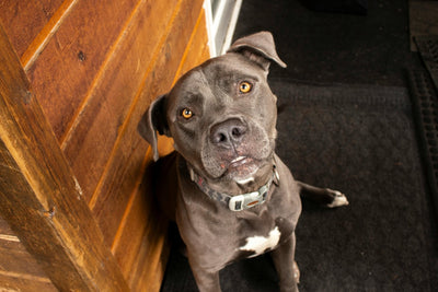 Un chien au pelage gris avec un regard attendrissant, assis sur un tapis noir près d’un mur en bois. Il porte un collier et semble curieux et attentif. 🐶🐾