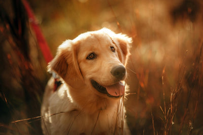 Golden Retriever souriant en promenade dans un champ ensoleillé 🌾🐶. Son regard joyeux et sa laisse rouge captent un moment de bonheur en pleine nature. 🐾✨