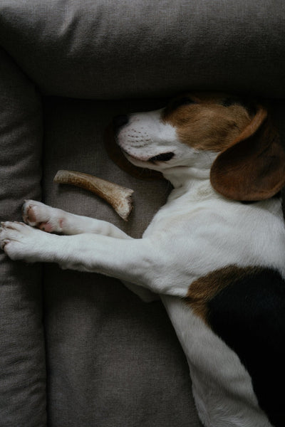 ont peut voir un chien de type beagle qui dort dans son lit en toute paix