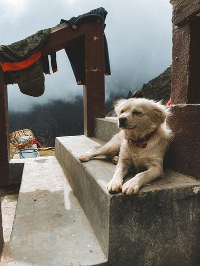 Chien blanc allongé sur des marches en pierre, profitant du soleil 🌞🐶. En arrière-plan, un paysage montagneux avec des nuages crée une ambiance paisible. 🏔️✨