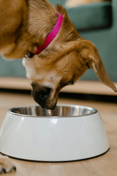 Chien portant un collier rose en train de manger dans une gamelle en acier inoxydable sur un sol en bois. 🐶🥣 Un repas savoureux pour un toutou heureux ! 🐾✨