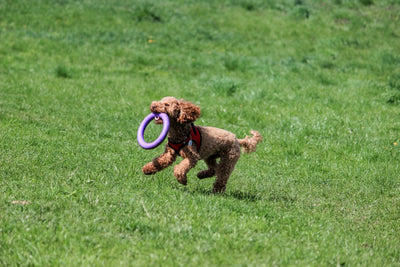 Un chien heureux jouant avec un jouet résistant 🐶🎾 – idéal pour s’amuser, mâchouiller et se dépenser en toute sécurité ! 🦴🐾