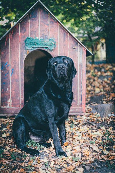 Niches d’Intérieur pour Chiens : Le Confort d’Hier, l’Élégance d’Aujourd’hui - Museau dort