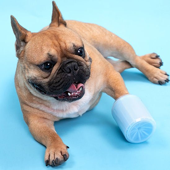 Bouledogue avec un lave-patte bleu après une promenade – Disponible chez Museau Dort