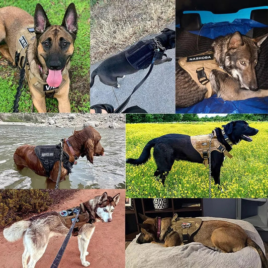 Chiens portant un harnais tactique robuste pour chien, idéal pour promenade, entraînement et service. Disponible chez Museau Dort.
