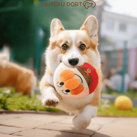 Corgi courant avec jouet interactif peluche Museau Dort, idéal pour stimuler et apaiser les chiens.  Museau Dort.