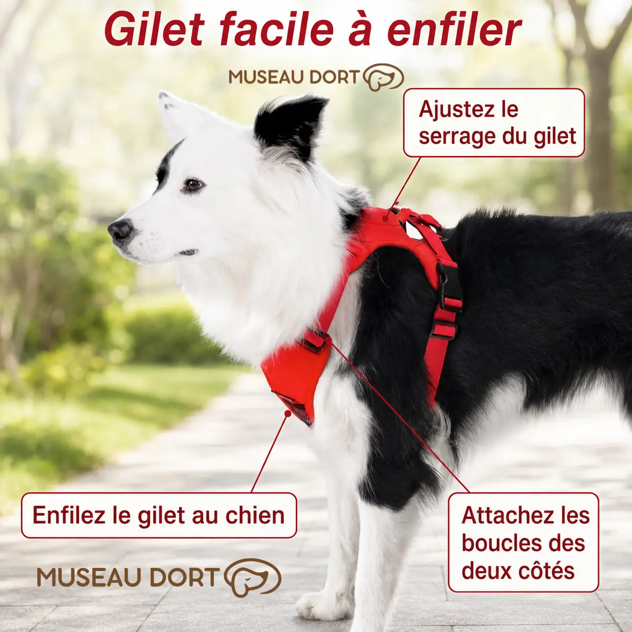 Harnais chien - rétractable, confortable et sécurisé