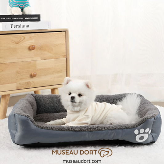 Lit pour chien cocon gris avec rebords, petit chien au repos dans un salon lumineux, Disponible chez Museau Dort