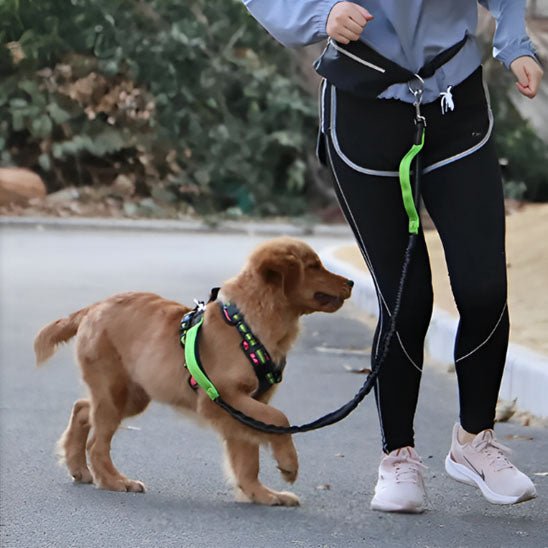 Promenade avec un chien en harnais relié à une laisse main libre fixée à la taille. Disponible chez Museau Dort