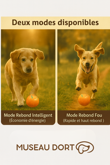 Deux modes de rebond de la balle interactive pour chien : mode intelligent et mode rebond fou, démontrés par deux Labradors