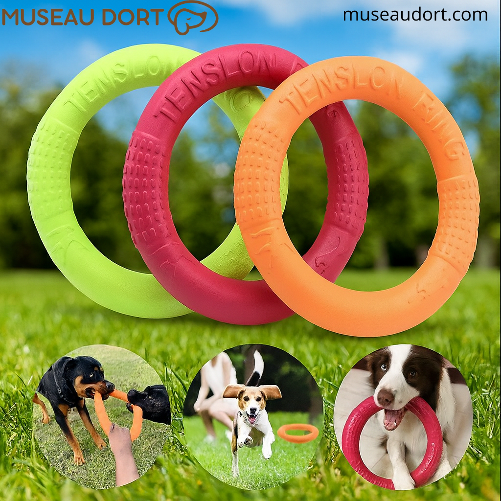 Anneaux colorés pour jouet interactif pour chien présentés sur une pelouse d’été, avec exemples d’utilisation en extérieur.