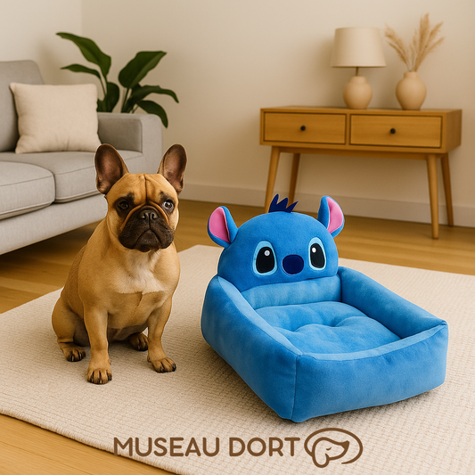 Bouledogue français assis au côté de son lit pour chien bleu moderne, dans un salon lumineux au style français – Disponible chez Museau Dort.