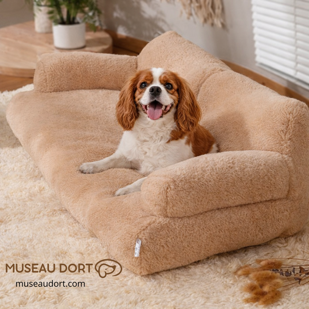 Cavalier King Charles assis dans un canapé beige moelleux avec rebords rembourrés pour petit chien