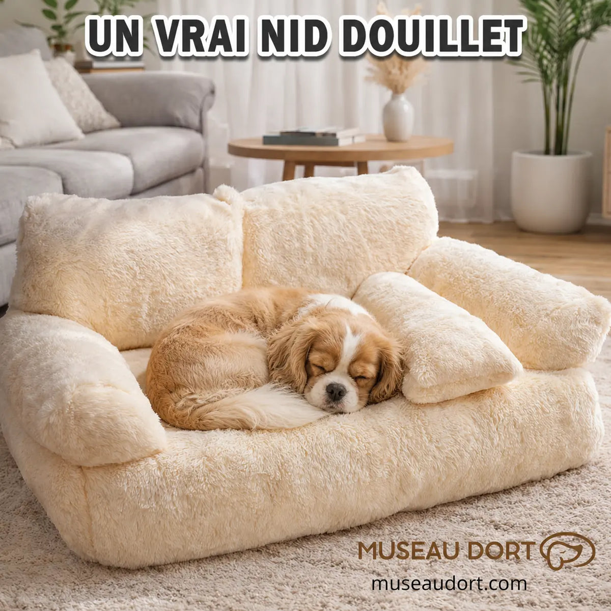 Cavalier King Charles endormi en boule dans un canapé beige douillet avec rebords rembourrés pour petit chien