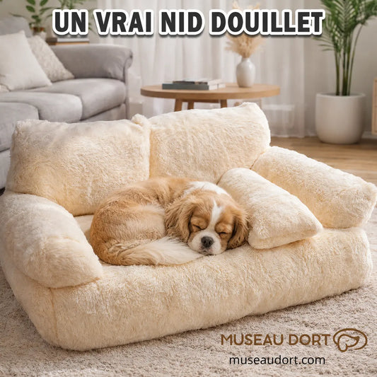 Cavalier King Charles endormi en boule dans un canapé beige douillet avec rebords rembourrés pour petit chien
