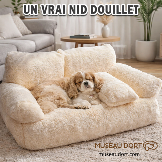 Canapé pour chien effet nid douillet avec cavalier king charles endormi dans un salon moderne – Museau Dort
