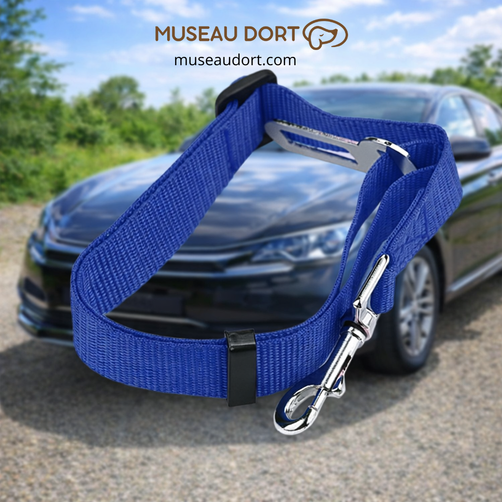 Ceinture de sécurité chien bleue réglable installée en voiture pour sécuriser les trajets quotidiens en France Museau Dort