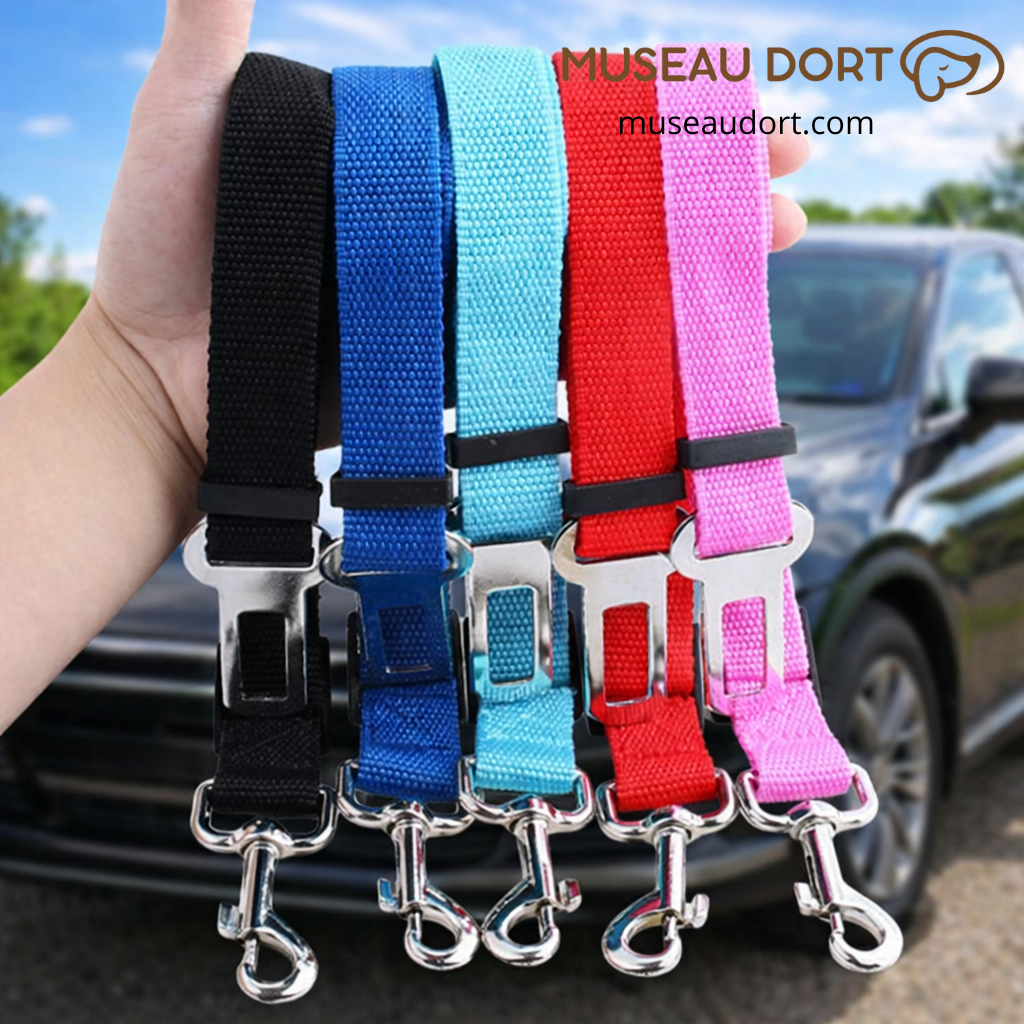 Ceintures de sécurité pour chien en plusieurs couleurs présentées à la main pour trajets en voiture sécurisés en France.