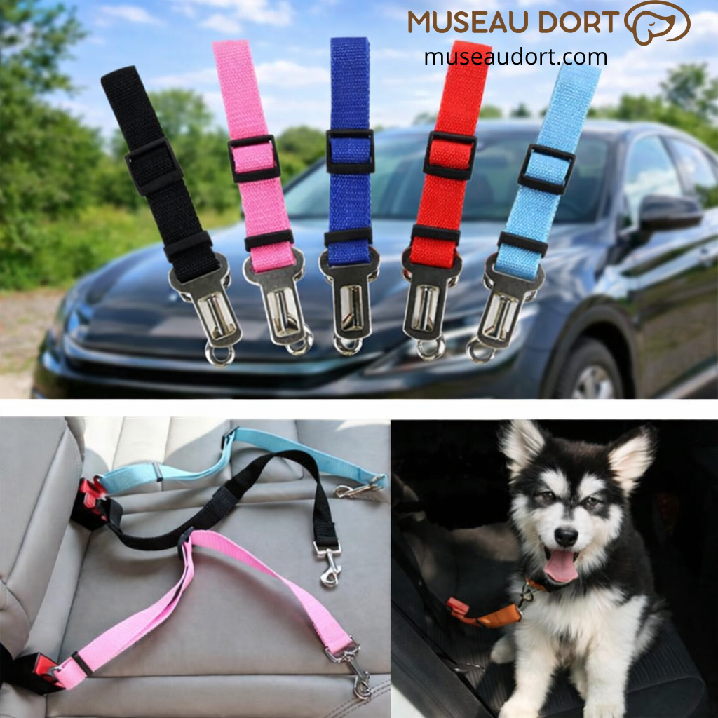 Ceintures de sécurité pour chien en plusieurs couleurs présentées à la main pour trajets en voiture sécurisés en France.