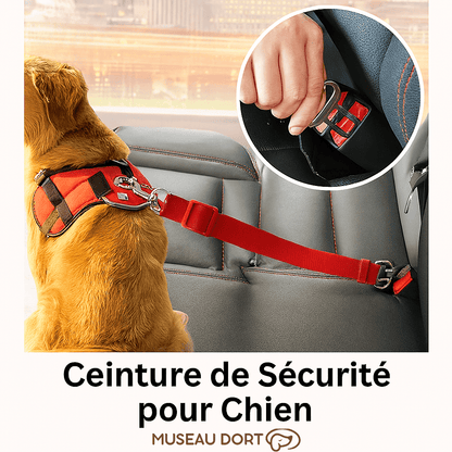 Ceinture de sécurité pour chien attachée au harnais sur siège arrière de voiture pour voyager en sécurité en France.