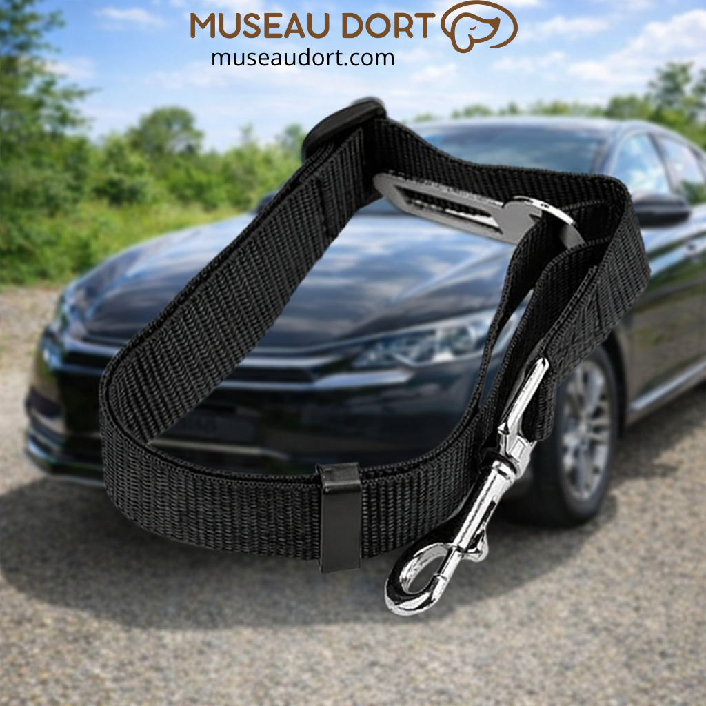 Ceinture de sécurité chien noire réglable attachée en voiture pour sécuriser les trajets quotidiens en France Museau Dort