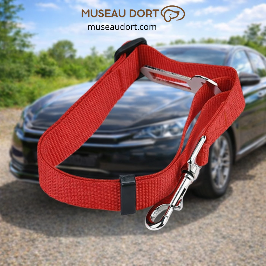 Ceinture de sécurité chien rouge réglable installée en voiture pour sécuriser les trajets quotidiens en France Museau Dort