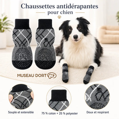 Border collie avec chaussettes antidérapantes grises, souples, extensibles et respirantes.