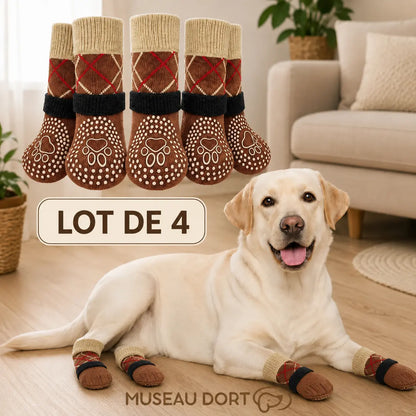 Labrador portant des chaussettes antidérapantes marron Museau Dort, lot de 4 sur sol intérieur.