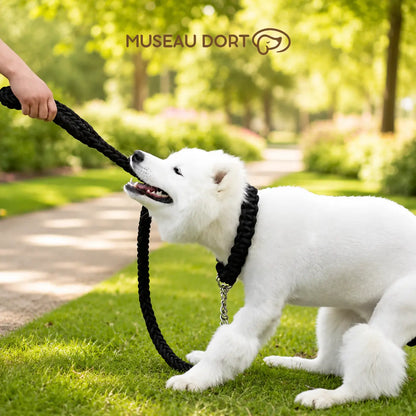 Chien blanc jouant avec une laisse corde noire en nylon tressé dans un parc