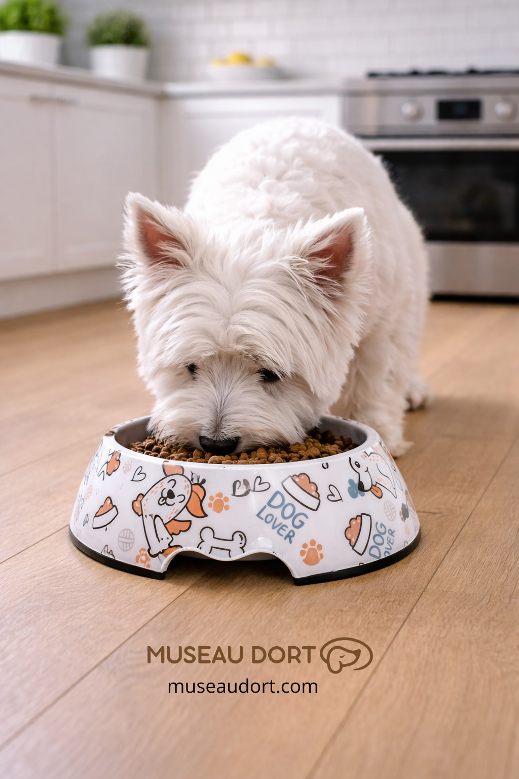 Chien westie mange ses croquettes dans une gamelle pour chien en inox antidérapante, sur plancher de cuisine moderne, Museau Dort